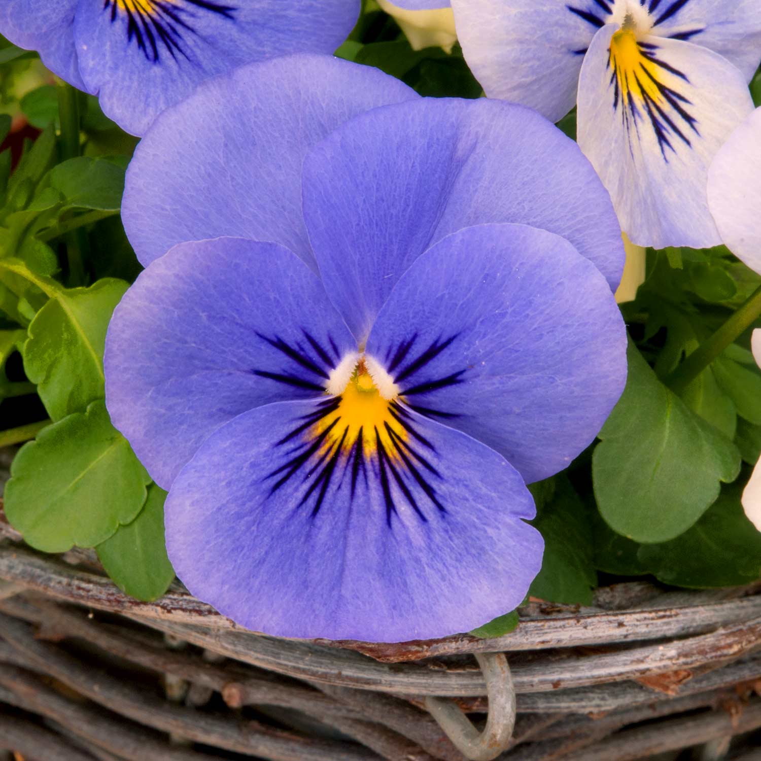 Viola 'Yesterday, Today, Tomorrow' 12 Garden Ready Plants Buy Viola