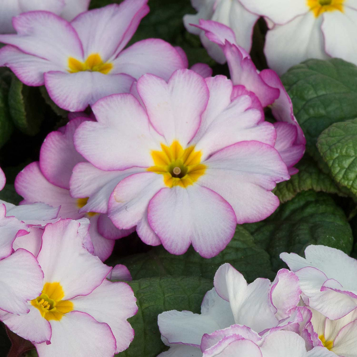 Primrose 'Antique' - 12 Garden Ready Plants | Buy Primrose Plants ...