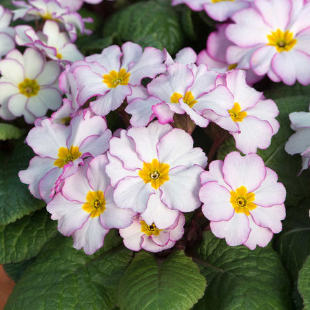 Primrose Plant 'Antique'