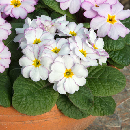 Primrose Plant 'Antique'