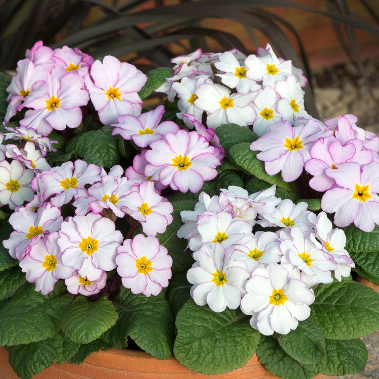 Primrose Plant 'Antique'