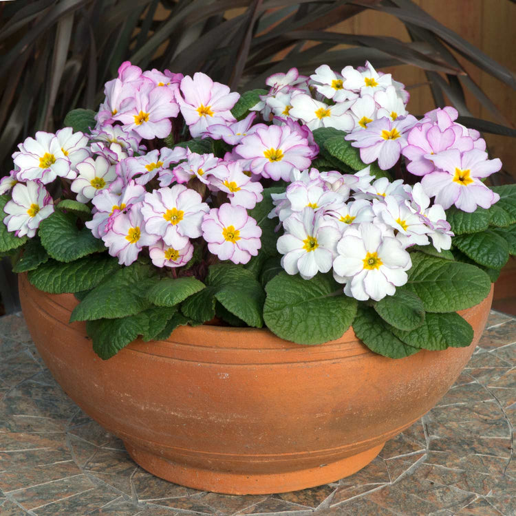 Primrose Plant 'Antique'