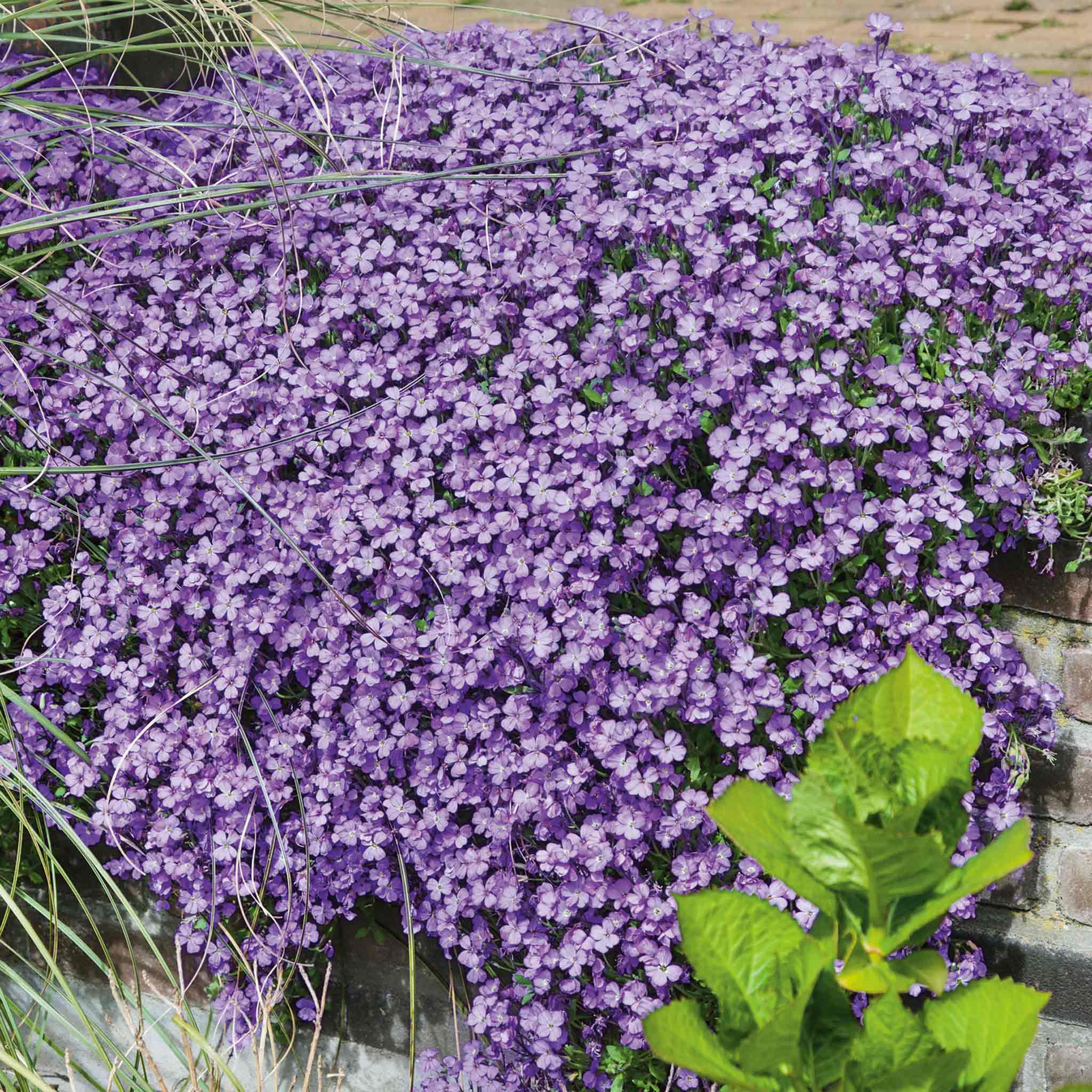 Aubrieta 'Audrey Blue' | Marshalls Garden