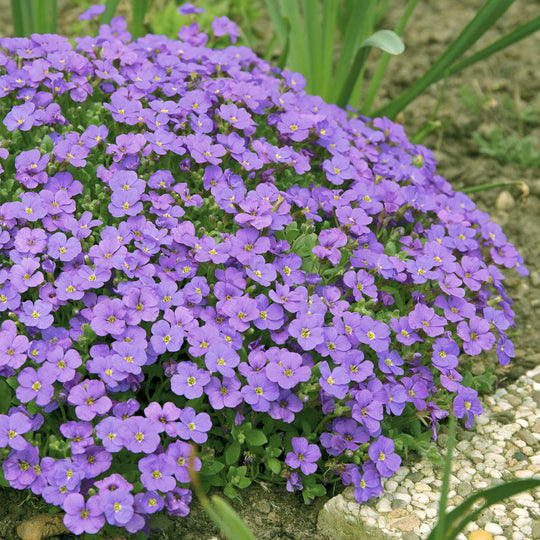 Aubrieta 'Audrey Blue' - 12 Garden Ready Plants | Buy Aubrieta Plants ...