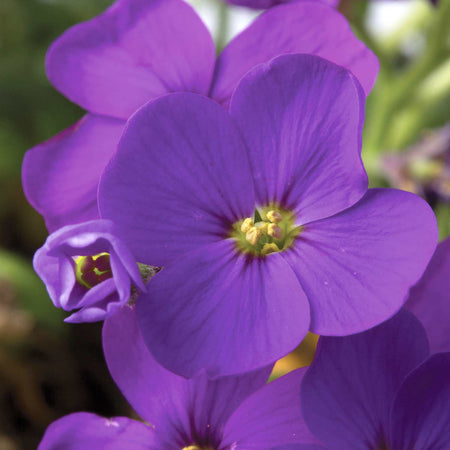 Aubrieta Plant 'Audrey Blue'