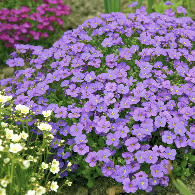 Aubrieta Plant 'Audrey Blue'