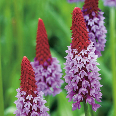 Primula Plant 'Vialii Red Hot Poker'