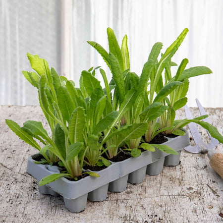 Primula Plant 'Vialii Red Hot Poker'