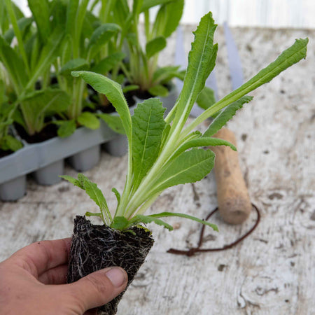 Primula Plant 'Vialii Red Hot Poker'