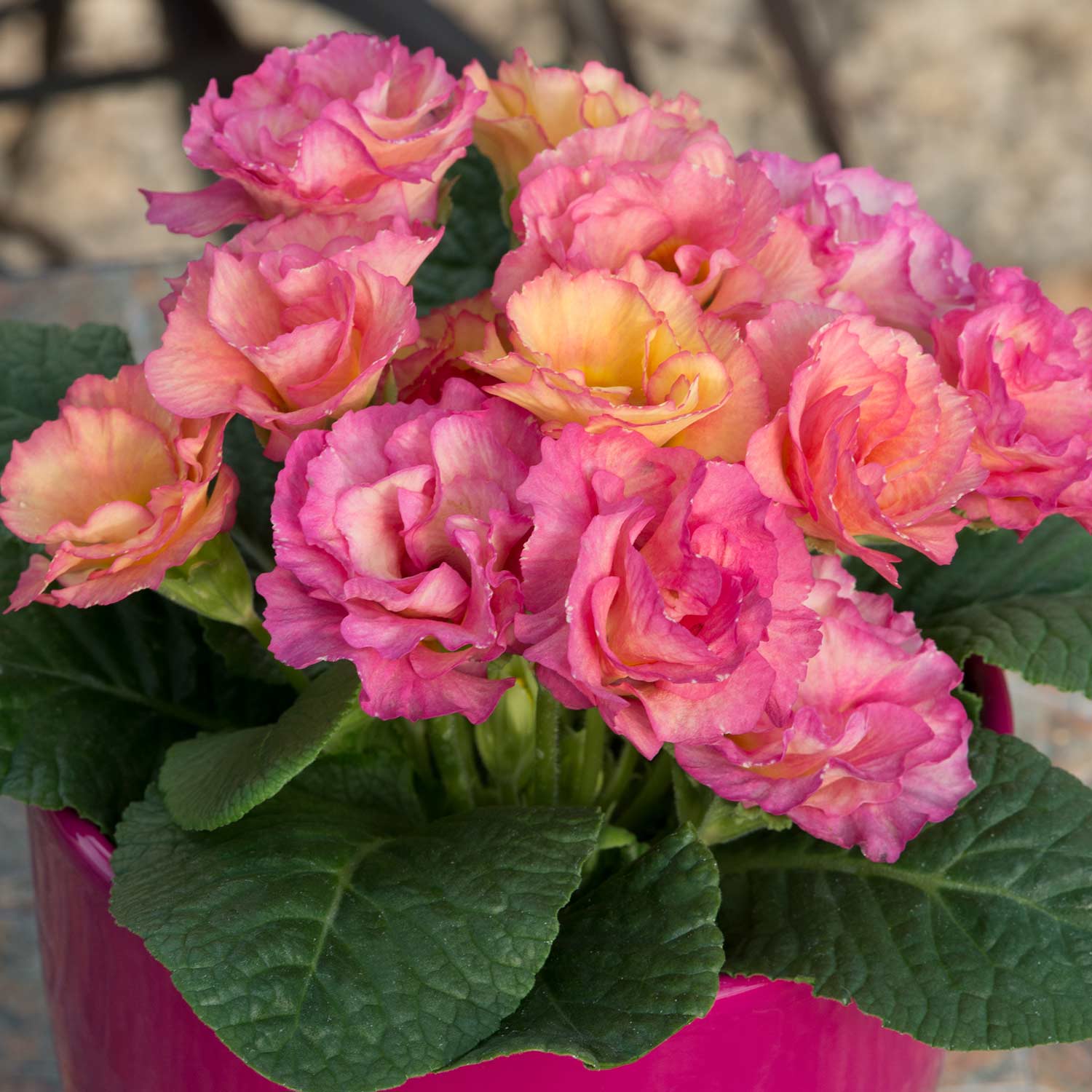 Primrose 'Amore' 12 Garden Ready Plants Buy Primrose Plants Online