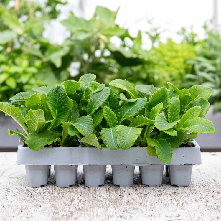 Primrose Plant 'Rambo Mix'