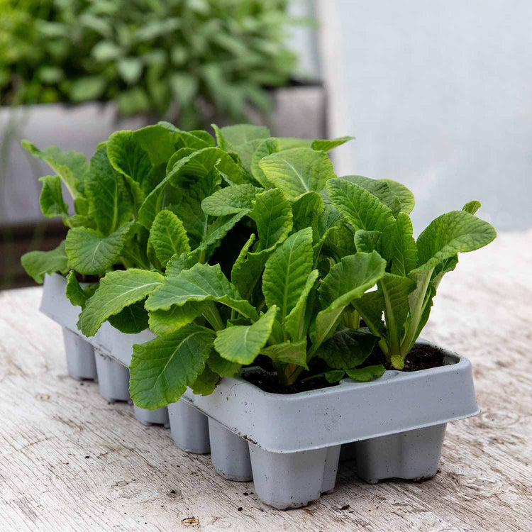 Primrose Plant 'Husky Appleblossom'