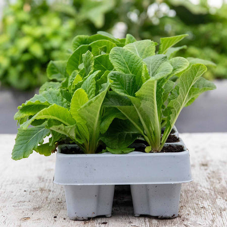 Primula Plant 'Chinese New Year'