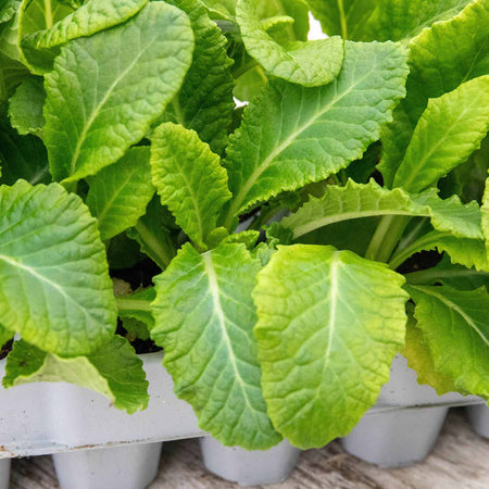 Primrose Plant 'Amore'