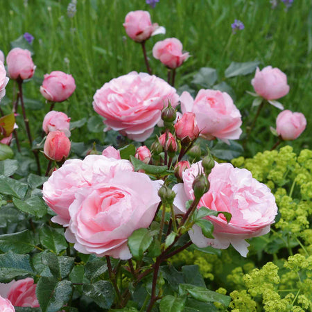 Rose Plant 'Darling'