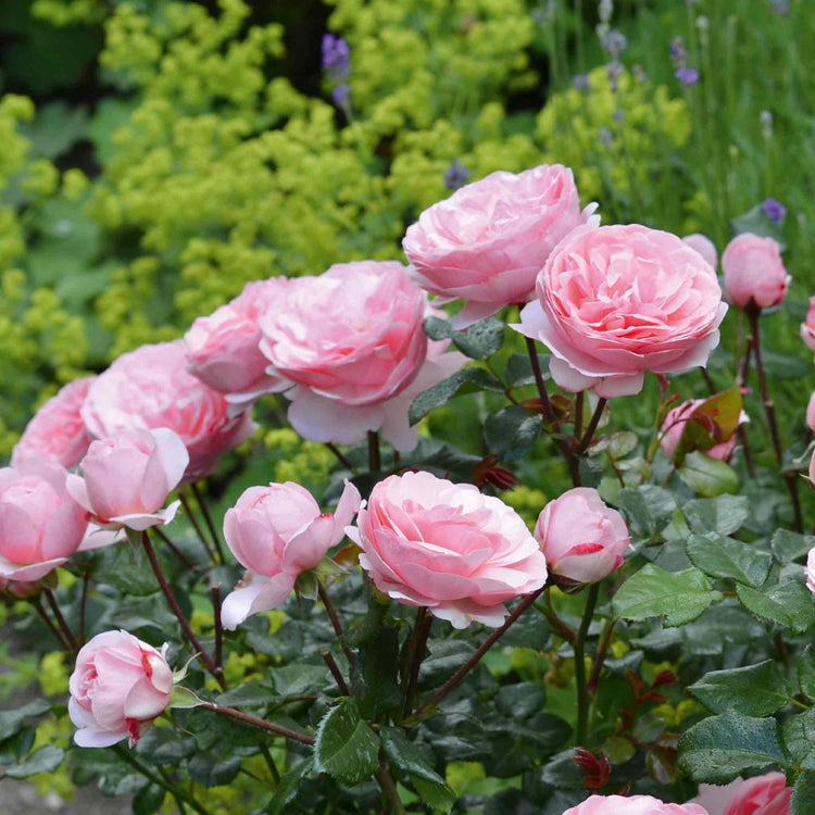 Rose Plant 'Darling'