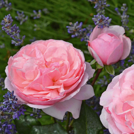 Rose Plant 'Darling'