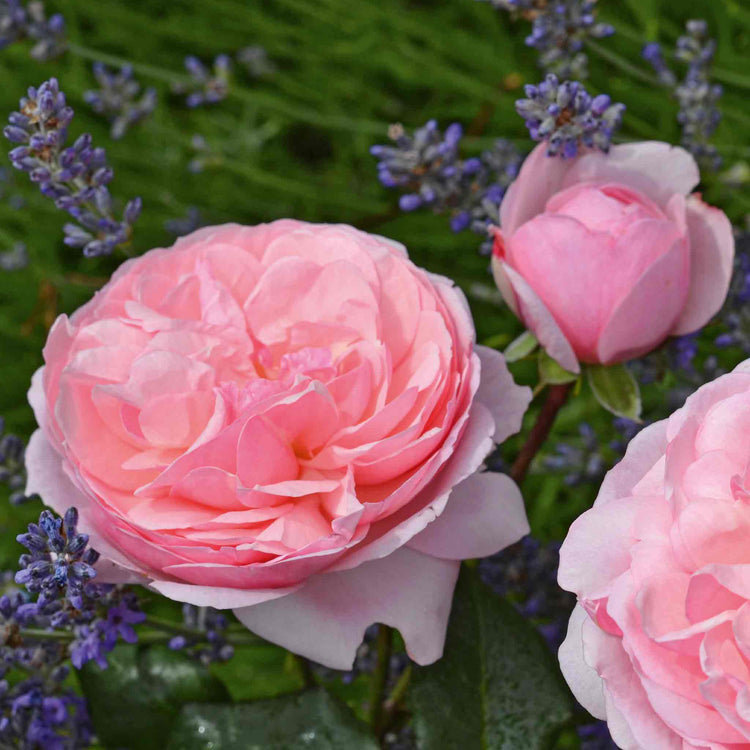 Rose Plant 'Darling'