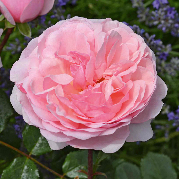 Rose Plant 'Darling'