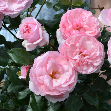 Rose Plant 'Darling'