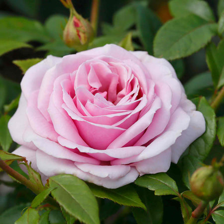 Rose ‘Hopes and Dreams’ (Hybrid Tea)