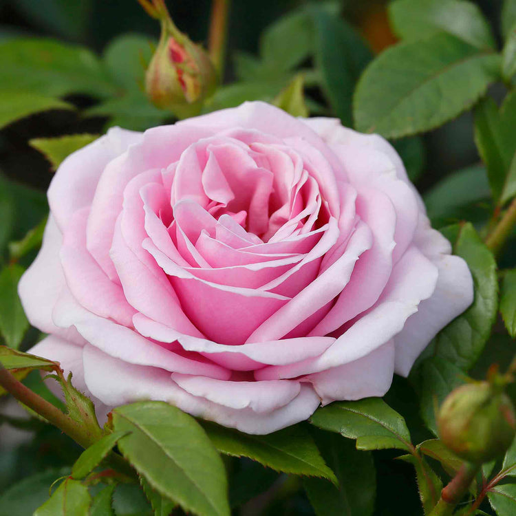 Rose Plant 'Hopes and Dreams'