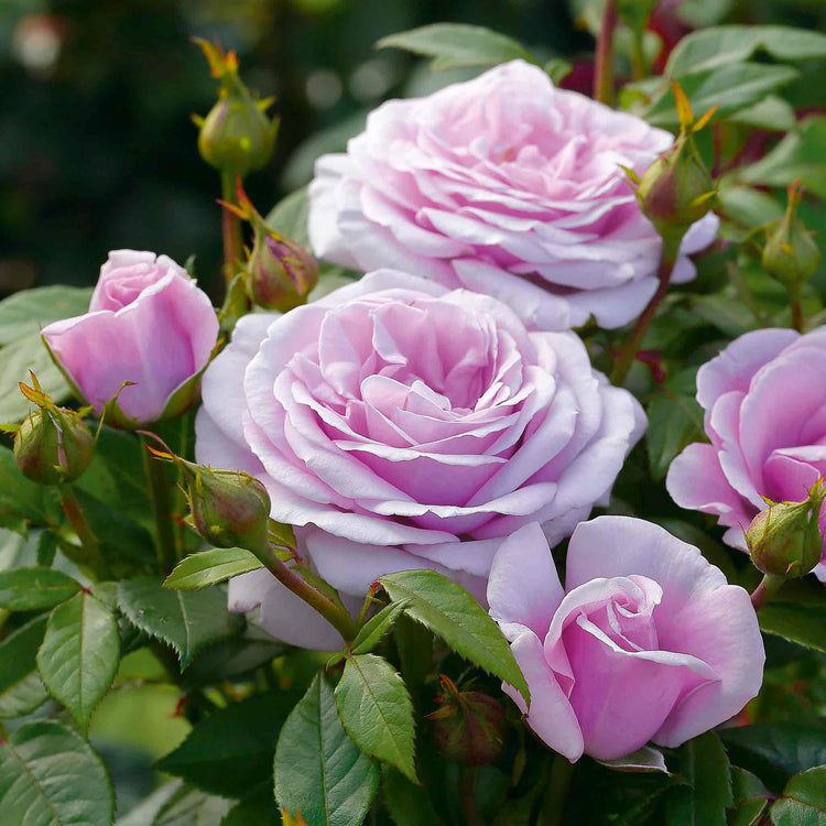 Rose Plant 'Hopes and Dreams'