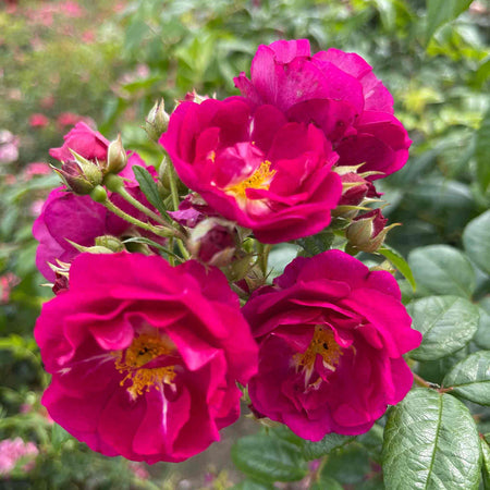 Rose ‘Siluetta Purple’ (Rambling Rose)