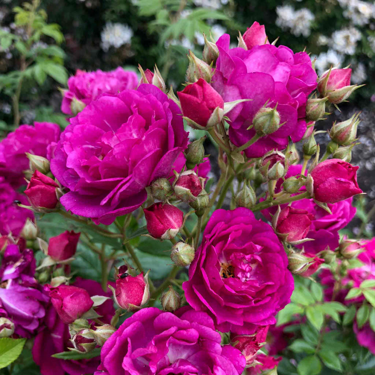 Rose ‘Siluetta Purple’ (Rambling Rose)
