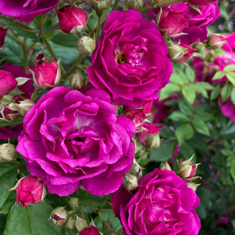 Rose ‘Siluetta Purple’ (Rambling Rose)