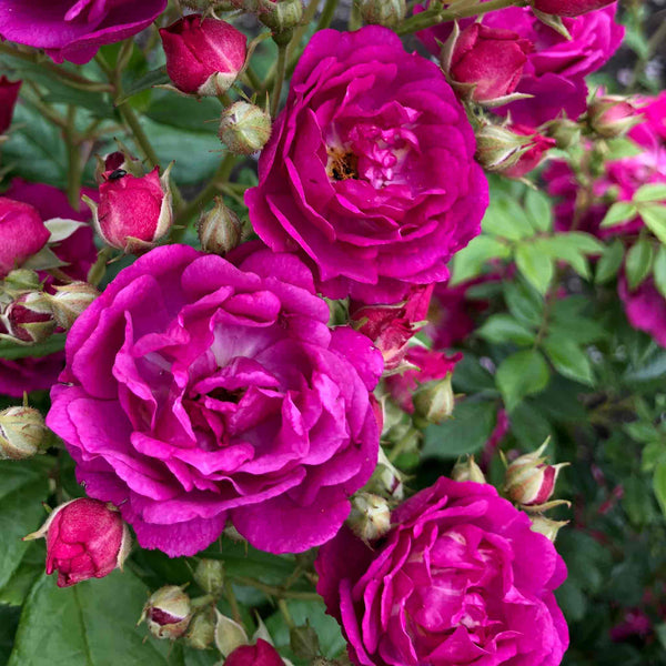 Rose Plant 'Siluetta Purple'