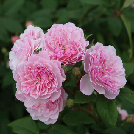Rose ‘Siluetta Romantic’ (Rambling Rose)