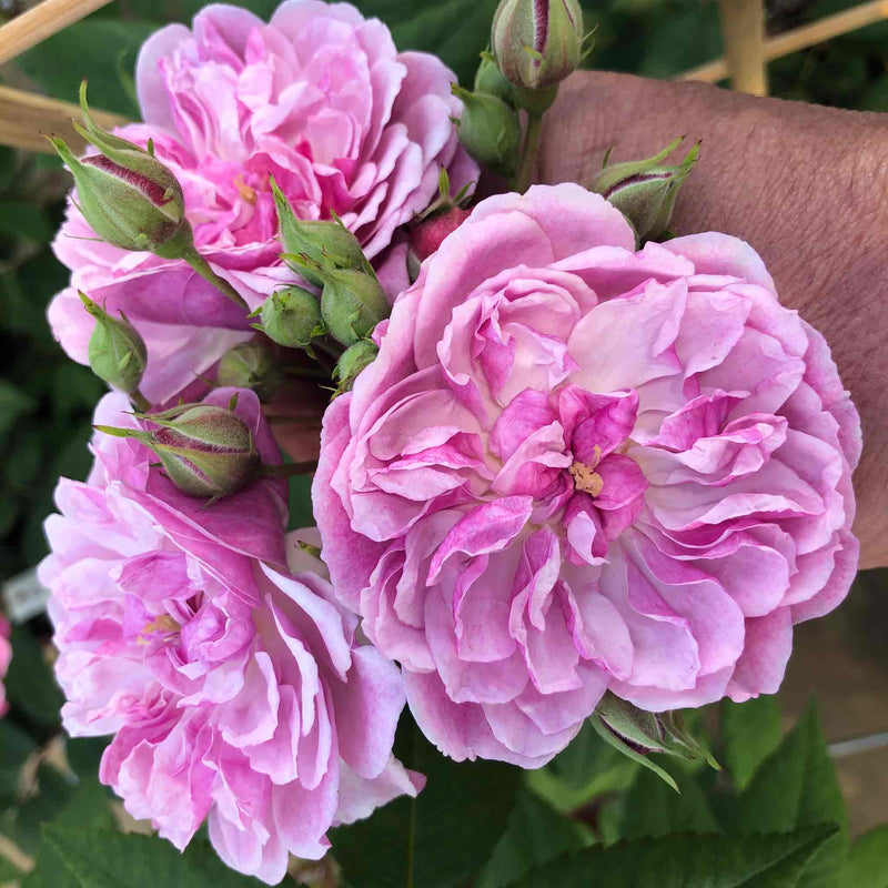 Rose ‘Siluetta Romantic’ (Rambling Rose)