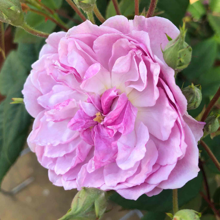 Rose ‘Siluetta Romantic’ (Rambling Rose)