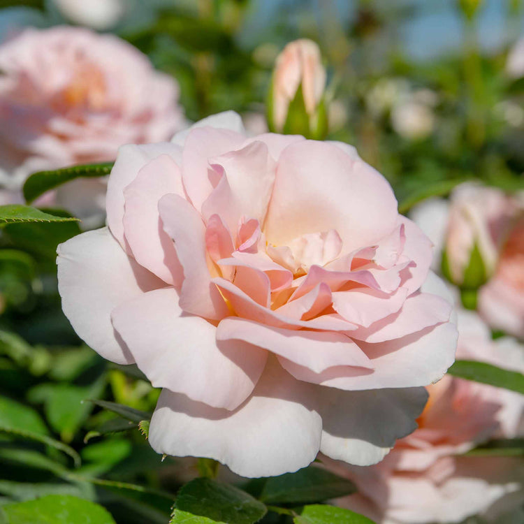Rose Plant 'Whiter Shade of Pale'