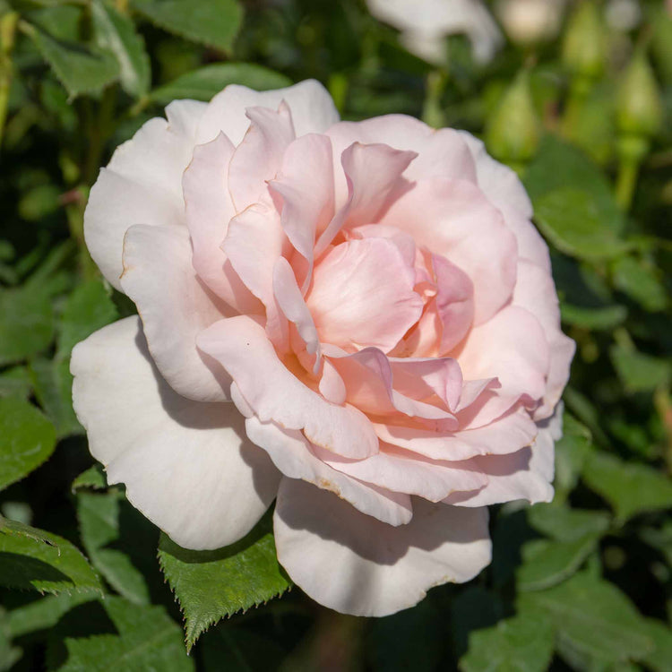 Rose Plant 'Whiter Shade of Pale'