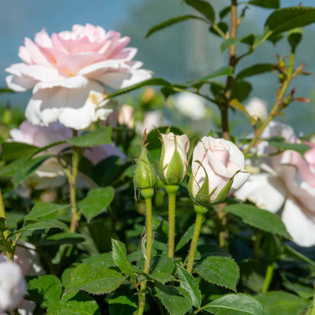 Rose Plant 'Whiter Shade of Pale'