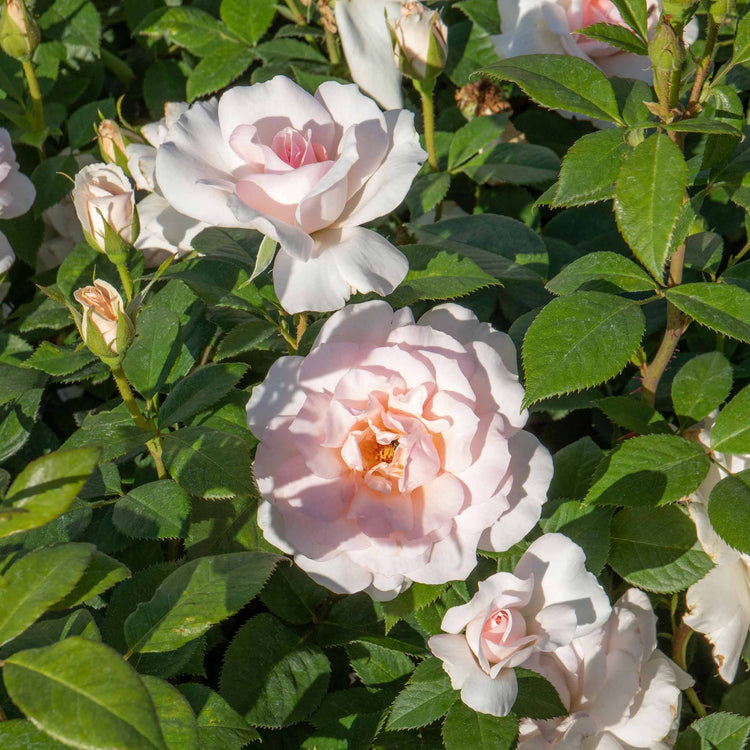 Rose Plant 'Whiter Shade of Pale'