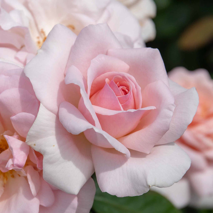 Rose Plant 'Whiter Shade of Pale'