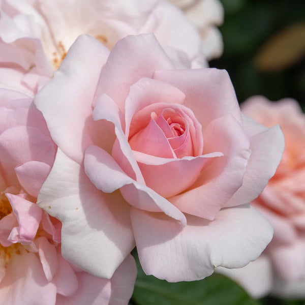 Rose Plant 'Whiter Shade of Pale'