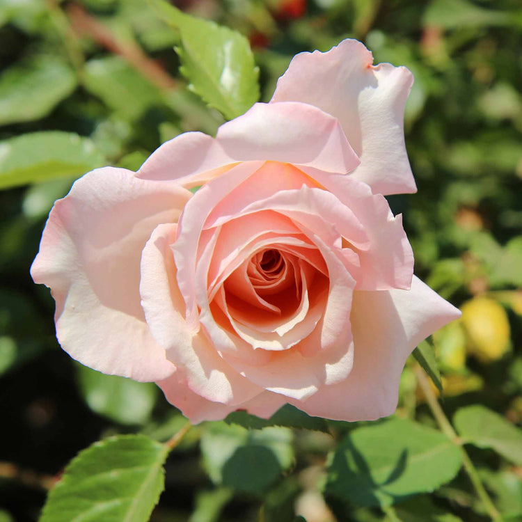 Rose Plant 'Whiter Shade of Pale'
