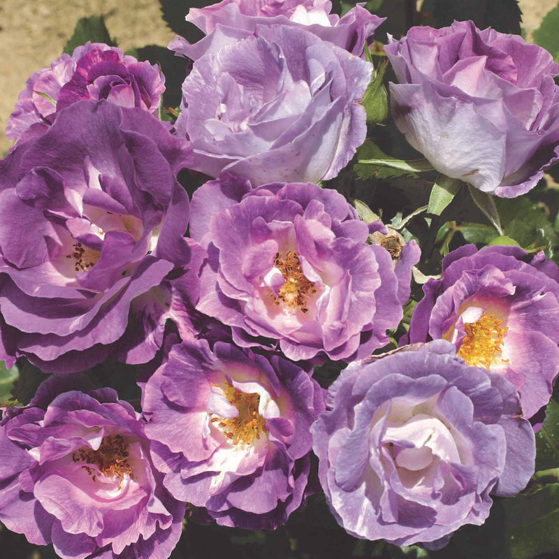 Rose Plant 'Blue for You'