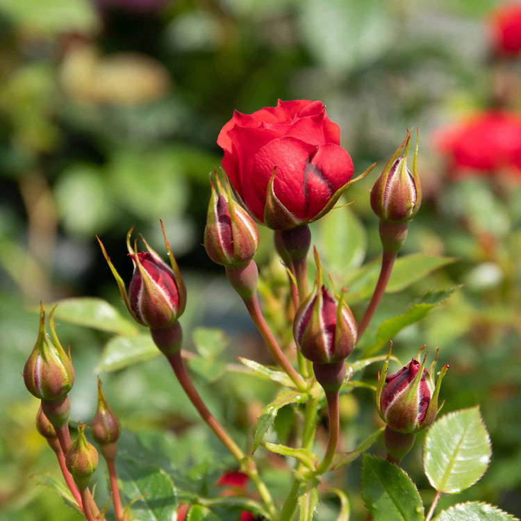 Rose Plant 'Raspberry Royale'