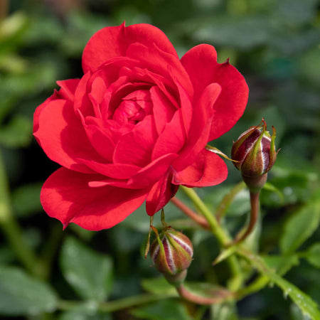 Rose Plant 'Raspberry Royale'