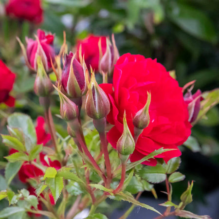 Rose Plant 'Raspberry Royale'