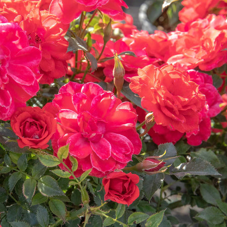 Rose Plant 'Raspberry Royale'