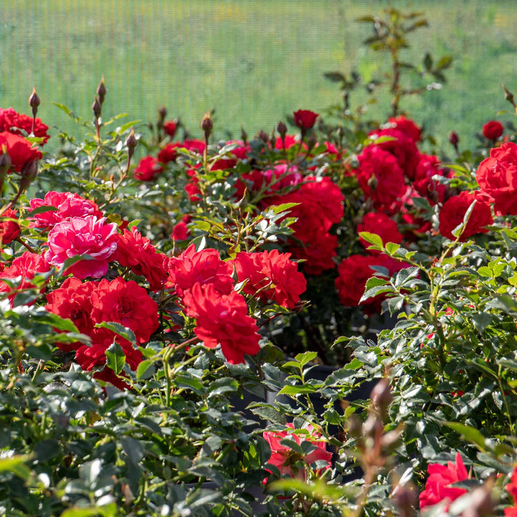 Rose Plant 'Raspberry Royale'