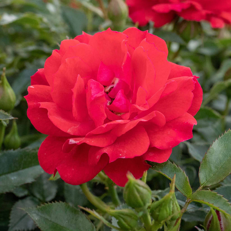 Rose Plant 'Raspberry Royale'
