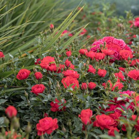 Rose Plant 'Raspberry Royale'