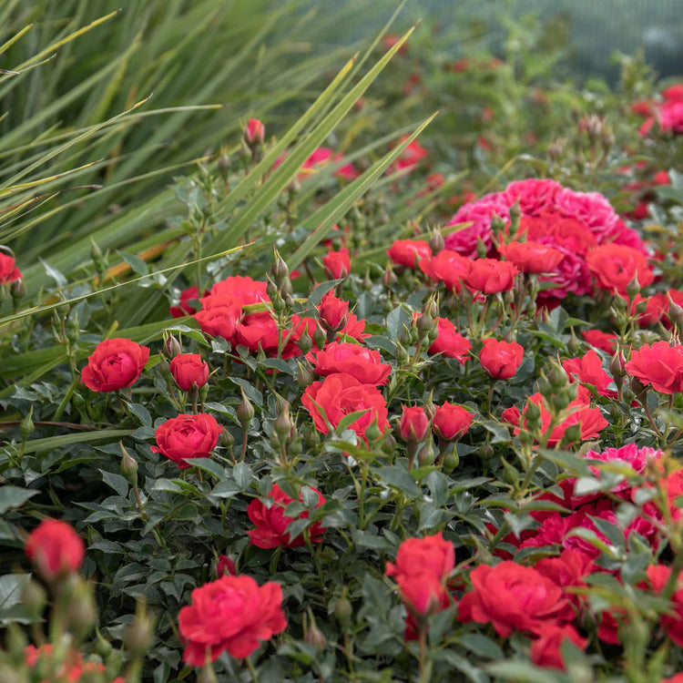 Rose Plant 'Raspberry Royale'